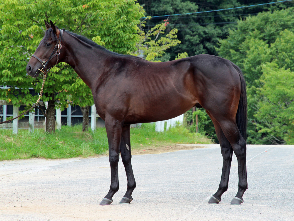 所属馬詳細 リベリアスハート ノルマンディーオーナーズクラブ