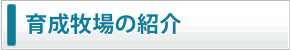 育成牧場の紹介