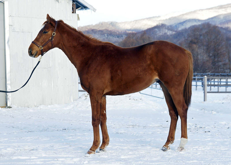 所属馬詳細 ノルマンディーオーナーズクラブ 所属馬詳細 ノルマンディーオーナーズクラブ