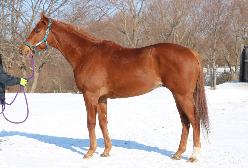 所属馬詳細 ノルマンディーオーナーズクラブ 所属馬詳細 ノルマンディーオーナーズクラブ