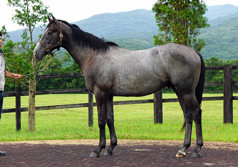 所属馬詳細 ノルマンディーオーナーズクラブ