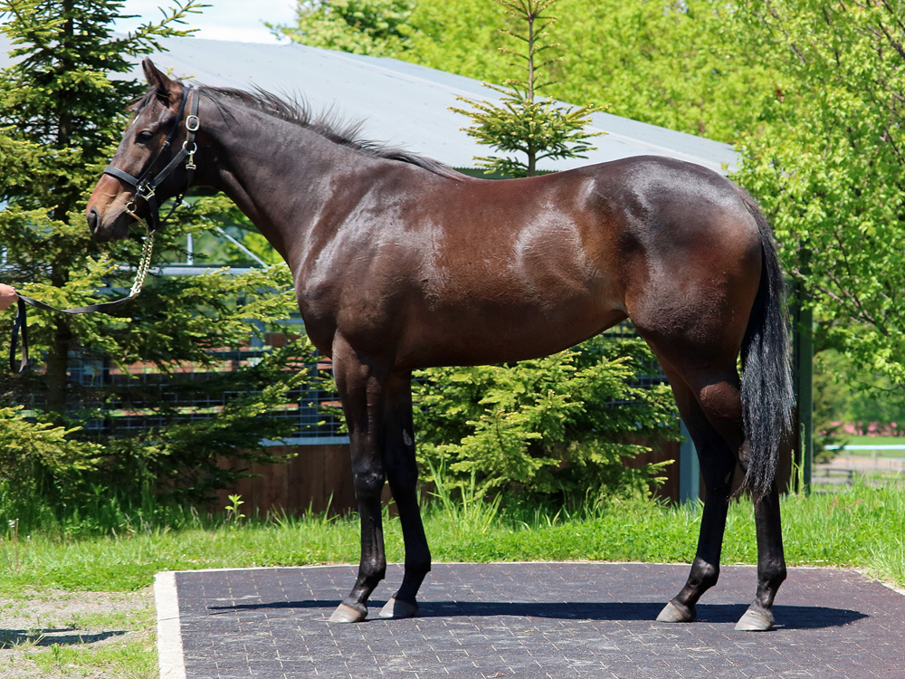 所属馬詳細 ノルマンディーオーナーズクラブ