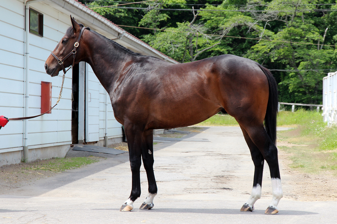 募集馬詳細 ノルマンディーオーナーズクラブ