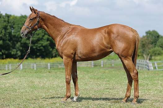 所属馬詳細 エンシャントロア ノルマンディーオーナーズクラブ 所属馬詳細 エンシャントロア ノルマンディーオーナーズクラブ