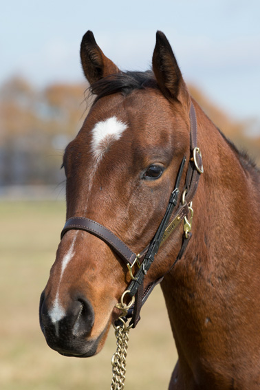 所属馬詳細 ララパルーザ ノルマンディーオーナーズクラブ