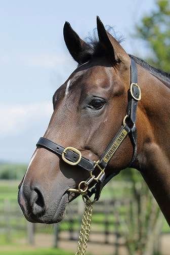 所属馬詳細 レゴリス ノルマンディーオーナーズクラブ