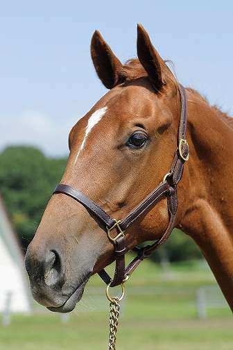 所属馬詳細 エンシャントロア ノルマンディーオーナーズクラブ