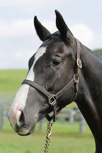 所属馬詳細 リーピングリーズン ノルマンディーオーナーズクラブ 所属馬詳細 リーピングリーズン ノルマンディーオーナーズクラブ