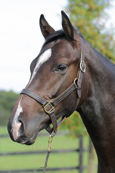 所属馬詳細 パラダイムチェンジ ノルマンディーオーナーズクラブ