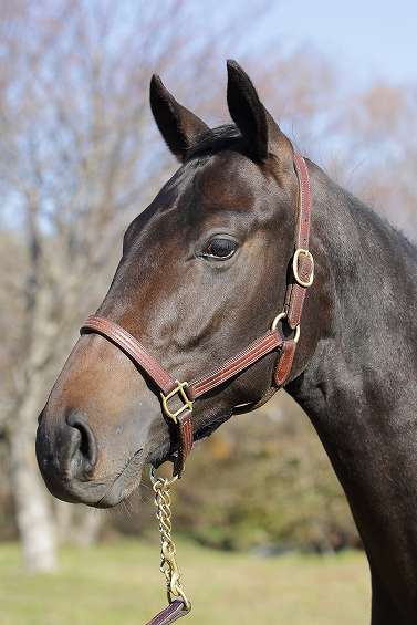 所属馬詳細 リュードマン ノルマンディーオーナーズクラブ