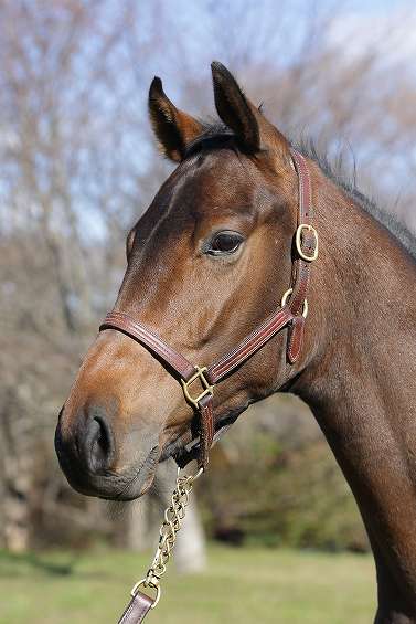 所属馬詳細 モンストルオーソ ノルマンディーオーナーズクラブ