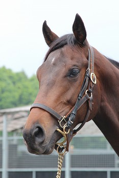 所属馬詳細 サンメディル ノルマンディーオーナーズクラブ