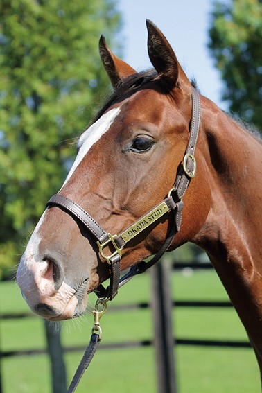 所属馬詳細 アレッサンドロ ノルマンディーオーナーズクラブ