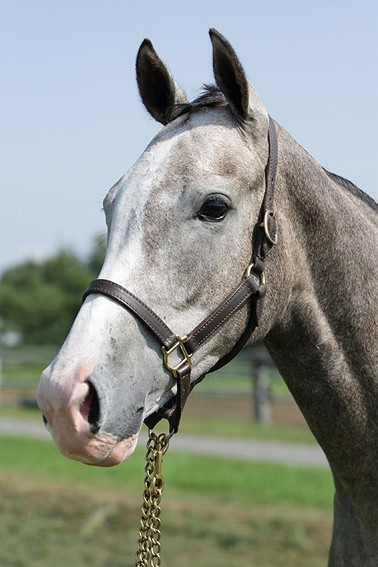 所属馬詳細 スノークォーツ ノルマンディーオーナーズクラブ 所属馬詳細 スノークォーツ ノルマンディーオーナーズクラブ