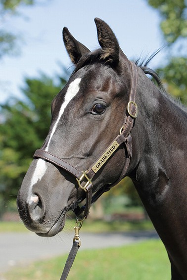 所属馬詳細 ブレリア ノルマンディーオーナーズクラブ