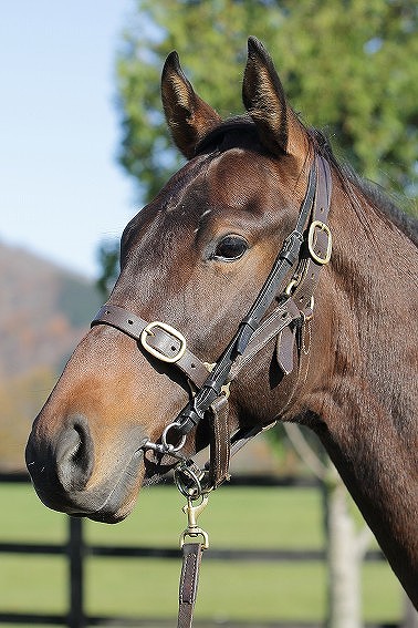 所属馬詳細 デクラーク ノルマンディーオーナーズクラブ