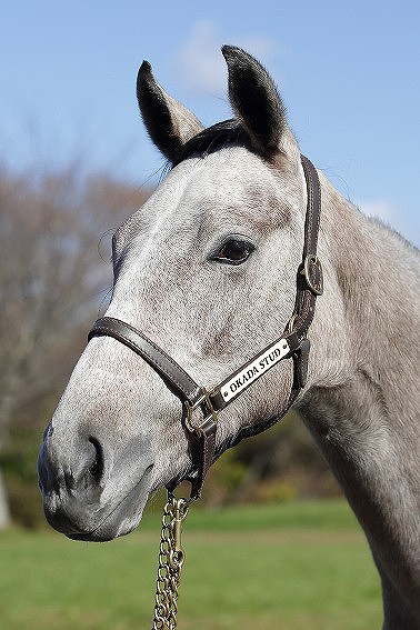 所属馬詳細 シンシアハート ノルマンディーオーナーズクラブ