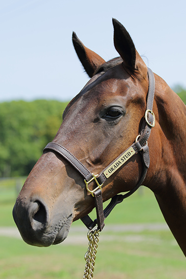 募集馬詳細 モトヒメの２０ ノルマンディーオーナーズクラブ