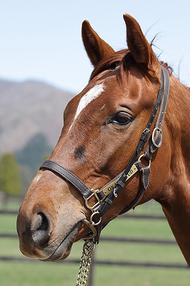 募集馬詳細 チェアユーアップの２０ ノルマンディーオーナーズクラブ